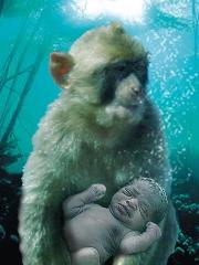 Photo composit rendition of aquatic ape and it's human child