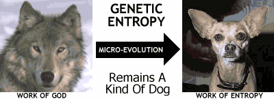 Wolf to Chihuahua: Genetic Entropy in action