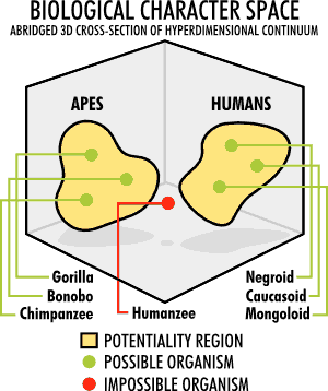 Biological Character Space cross-section showing Human and Ape baramins.