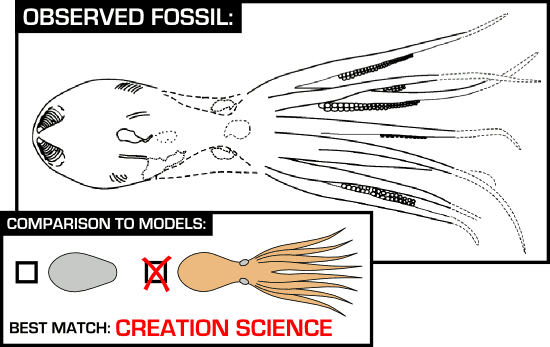 Comparison of fossil to model predictions.