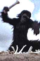 '2001' ape-man